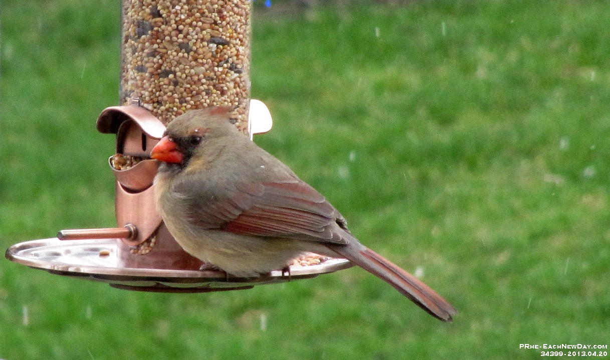 34399CrLeSh - Cardinals at our bird feeder